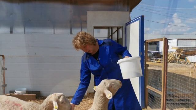 Молочные овцы породы Лакон прошли первые 10 дней карантина после прибытия. смотреть онлайн