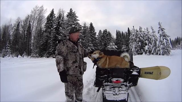 Собаку на охоту не кормят