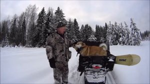 Собаку на охоту не кормят