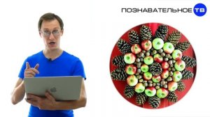 Почему мы украшаем ЁЛКУ на НОВЫЙ ГОД? (Познавательное ТВ, Артём Войтенков)