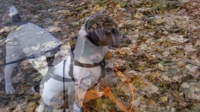 Джек Рассел терьер по кличке РЭЙ