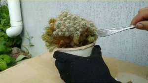 ?Кактус со съедобными плодами. Как рассадить кактуc маммилярии. Kaktüs bakımı