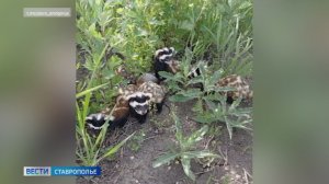 Необычная семья зверьков поселилась в домовладении жительницы Ставрополья