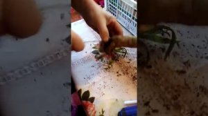 (5)Черенкование георгин, деление кустов георгин на делёнки