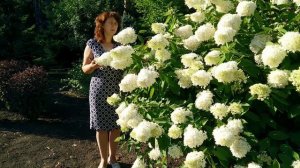 Гортензии в саду. Гортензия метельчатая "Grandiflora"(обрезка и уход).
