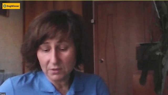 Собака агрессирует на других собак, что делать?