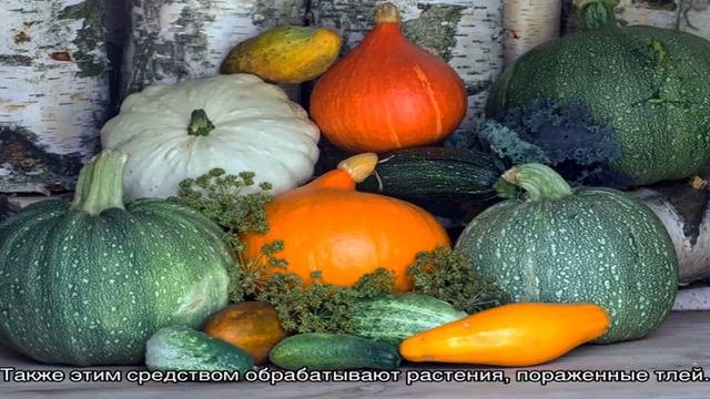 Польза золы для тыквенных культур