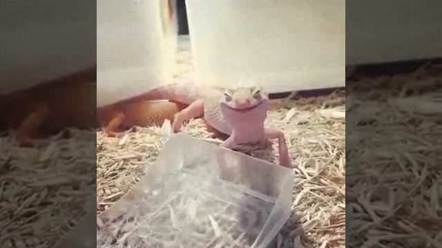 Эта рептилия взорвала интернет, а все потому что выпила... смотреть онлайн