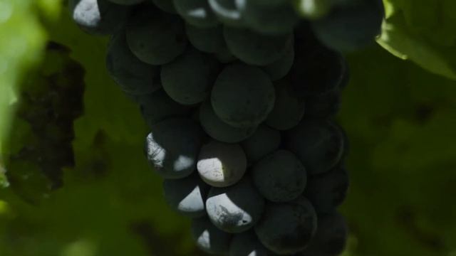 Как ухаживать за виноградом в июне, что делать, чтобы получить большой урожай смотреть онлайн