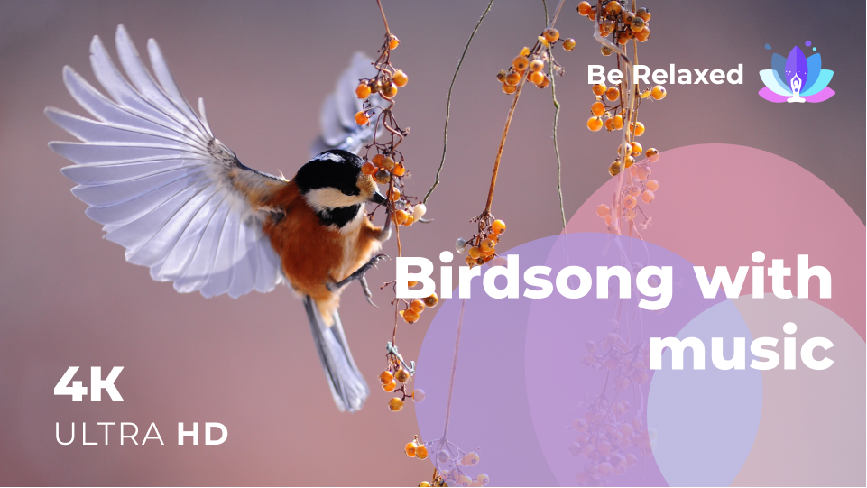Музыка медитация птицы. Музыка расслабляющая пение птиц для сна успокаивающая.
