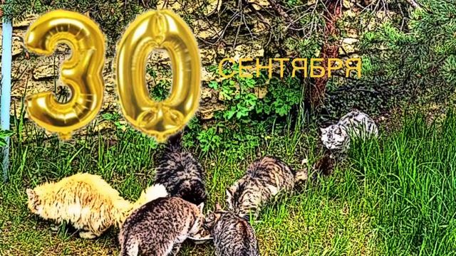 ✅30 сентября: День мурлыканья и потягивания; «Каждый мурлыкает по-своему»✅