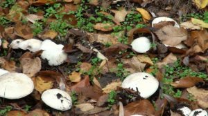 Рыбалка в Астрахани   Волго Ахтубинская пойма  Трое в лодке, не считая собаки