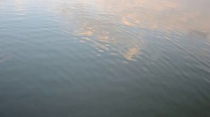 Ловля Сазана на Лебедя Часть 2  р. Крынка г. Харцызск ДНР