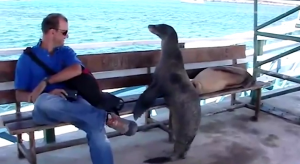 Уступите Место Даме / Подборка Смешных и Неуклюжих Людей и Животных / Армия Неудачников / Фейлы