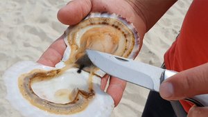 Морское_чудо_во_Владивостоке 2022