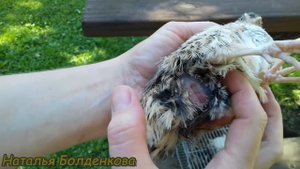 Как определить пол перепелов.