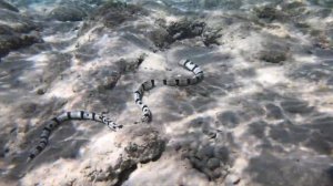 Обитатели Красного моря: острохвостый угорь-арлекин /Harleguin snake eel. Sunwing Waterworld Makadi