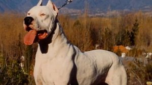 Самая КРОВОЖАДНАЯ ПОРОДА в истории Кордовская Бойцовая Собака