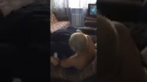 Олег монгол и Паша безумный дерутся по настоящему