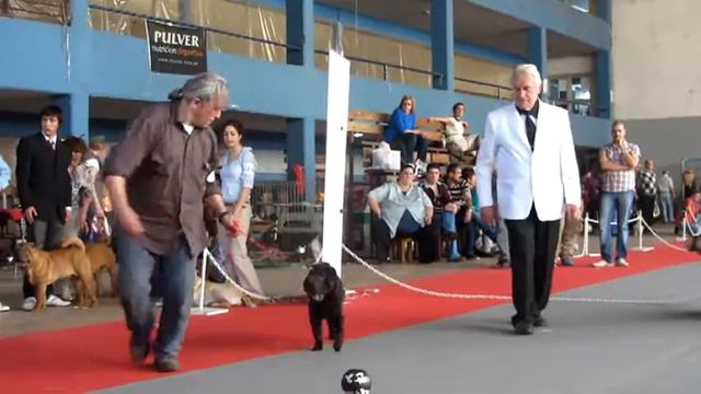 CALU SANTINO'S CASTELLO DEL RUGOSA - BIS - 4° Especializadas Chinese Sharpei Club Argentino смотреть онлайн