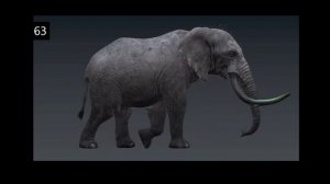 Elephant WalkCycle Reference