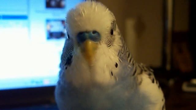 Говорящий попугай 5 NEW смотреть онлайн