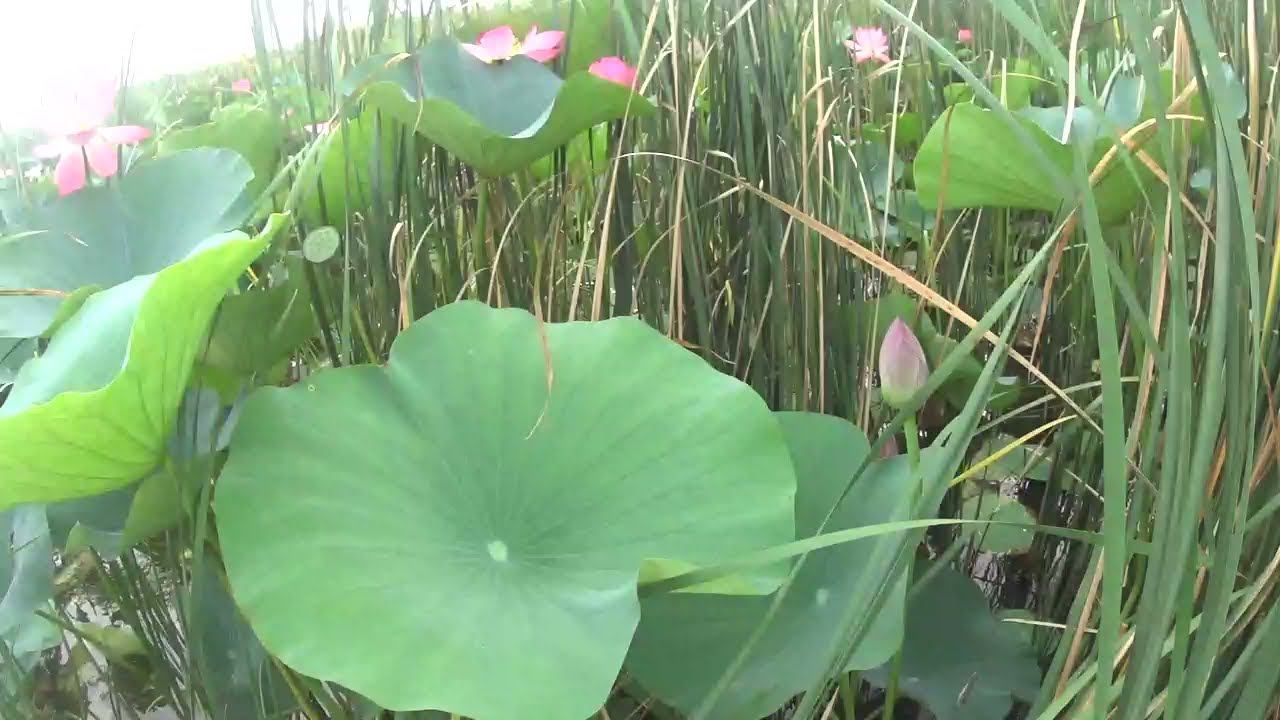 Казачий Ерик с Лиманом и Лотосами смотреть онлайн