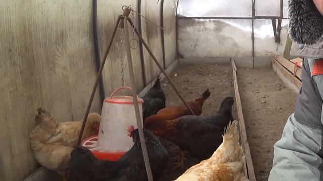Цесарки и Куры в минус Тридцать, в теплице без отопления.
