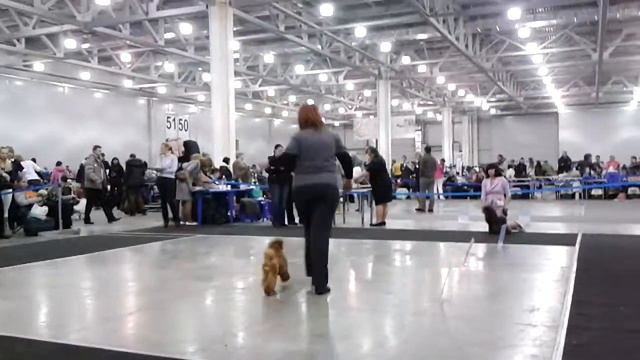 Евразия 2013-2. Той пудели. Кобели. Класс промежуточный-2. 4 смотреть онлайн