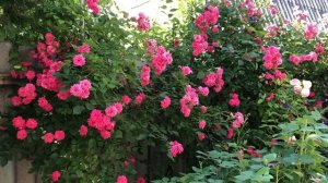 Моя любовь - мускусные розы!