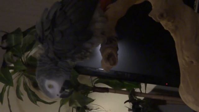 RAY RAY ON HIS NEW TABLETOP JAVA TREE смотреть онлайн