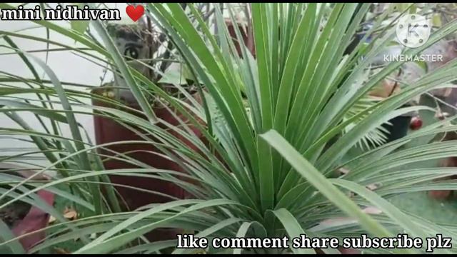 Nolina plant care(ponytail palm) पौधे की सही देखभाल कैसे करें 👍🌿🌿@ mini nidhivan ❤️ смотреть онлайн