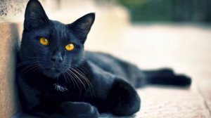 ТОП 15 интересные факты про КОШЕК. А вы знали что..? Кошки. Породы кошек. Фото, видео кошек.