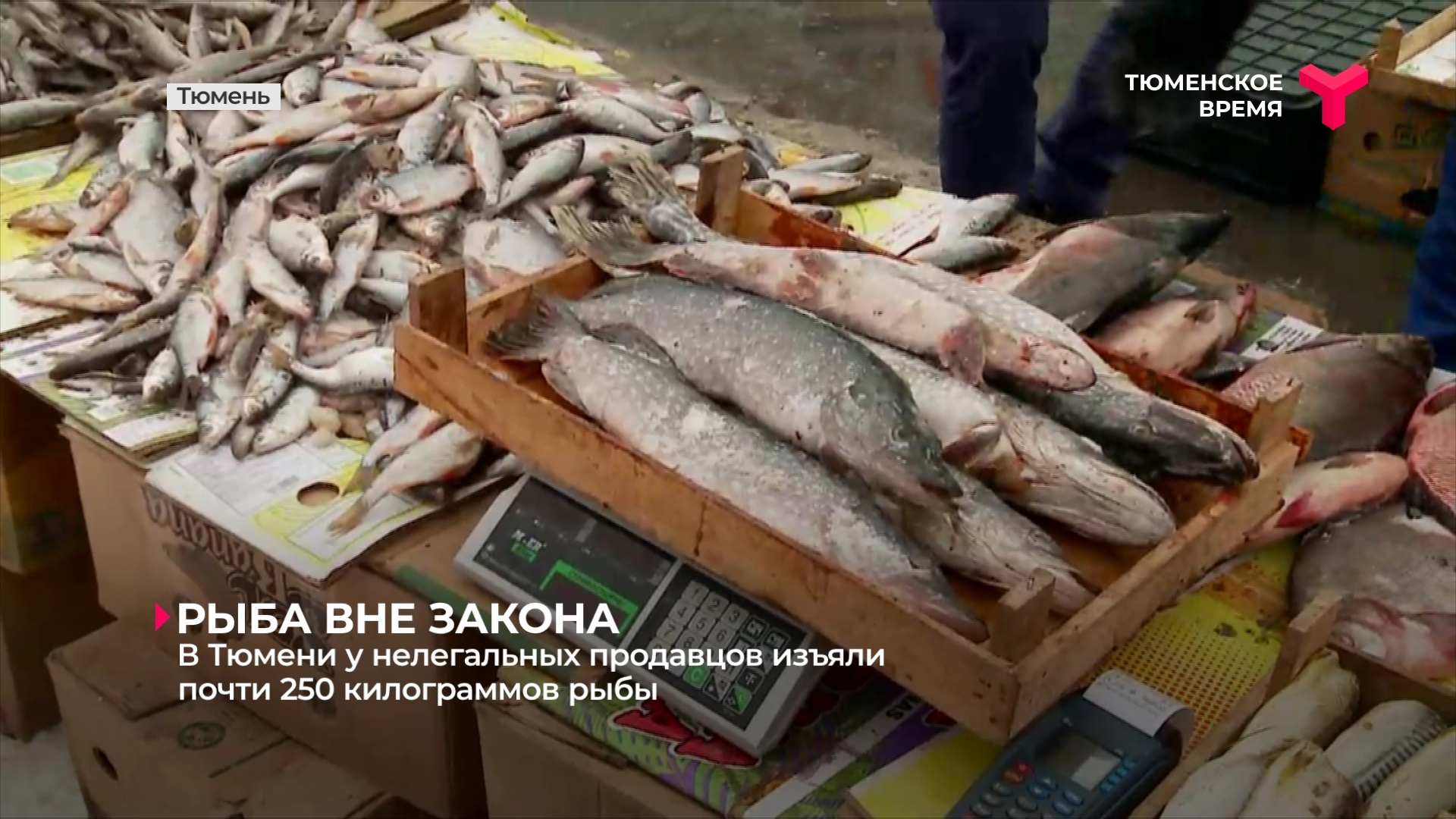 Рис рыба тюмень. Рыба на рынке. Тюменская рыба. Рыбы Тюменской области. Рыба с Тюменя.