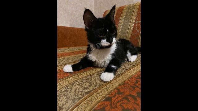 Котенок Тимофей в поиске дома