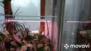 Притенение балкона от солнца.Балкон,как место размещения растений.