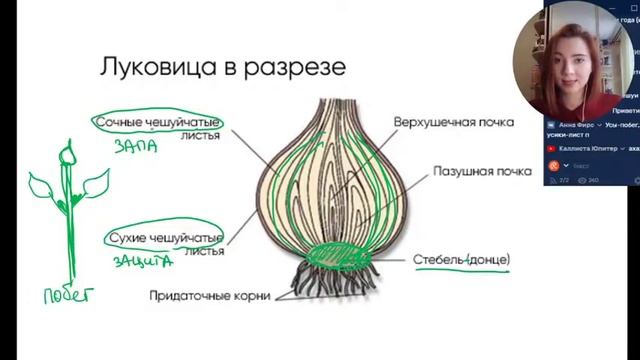 Видоизменения органов растений | БИОЛОГИЯ ЕГЭ | Лина Клевер смотреть онлайн
