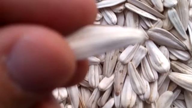 Белые семечки подсолнуха пр-во Турция