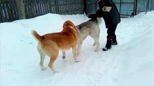 Сука играет с кобелем. Собаки породы Алабай. . Домашнее видео САО