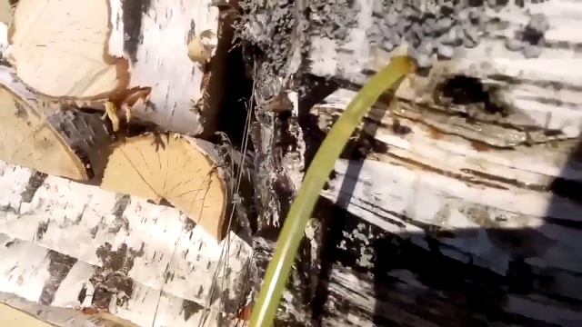 Добываем берёзовый сок в апреле #4 смотреть онлайн
