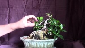 Ficus Microcarpa (root over rock)