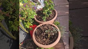 Прищипка розы