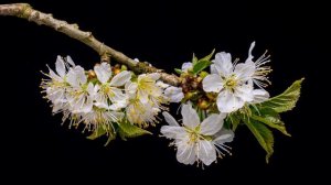 Правила Загадывания Желания Волшебные Практики Светлана ВЕДА