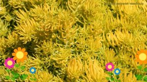 Очиток скальный Ангелина. Краткий обзор, описание характеристик sedum telephium Angelina