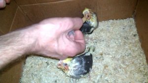 Кормим голодных птенцов . Выкормыши кореллы . Как кормить птенца. Как выкормить выкормыша.