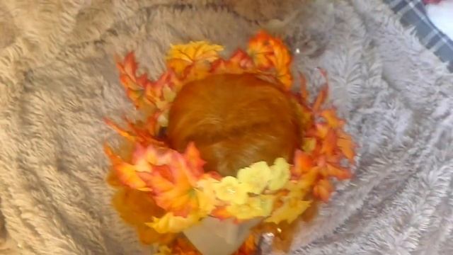 28.09.16 венок из листьев "лисья мастерская" смотреть онлайн