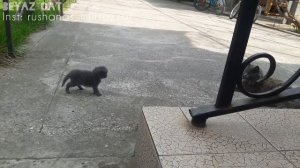 Новый Котенок😺 Первый День Котенка В Новом Доме, Знакомство Котиков