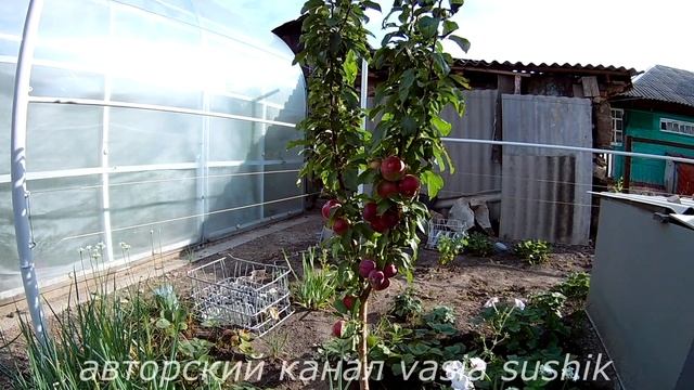 Колоновидная яблоня 3 год.Искусственное опыление растений .Результат опыления смотреть онлайн