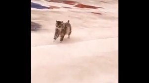 Перебрал валерьяны