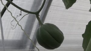 Экзотические растения в моем огороде: инжир, пепино, огурдыня, арахис. Подмосковье.